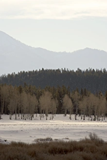 Grand Teton Prints: Stacked forest