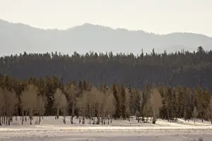 Grand Teton Prints: Stacked forest layers with snow