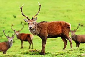 Four Animals Prints: Stag near Loch Ness, Highlands, Scotland, United Kingdom, Europe