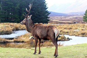 Horns Prints: Stag, Rannoch Moor, Highland, Scotland, United Kingdom