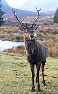 Antlers Prints: Stag, Rannoch Moor, Highland, Scotland, United Kingdom