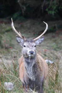 Antlers Prints: Stag, Rannoch Moor, Scotland