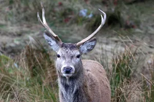 Horns Prints: Stag, Rannoch Moor, Scotland
