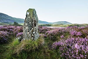 Standing stone and heather, Creggenan Lake, North Wales, Wales, United Kingdom, Europe