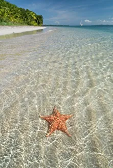 Star Fish Prints: Starfish beach, Bocas Del Drago, Isla Colon, Bocas Del Toro, Panama, Central America