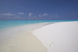 Images Dated 23rd October 2009: Starfish on beach, Male Atoll, Maldives, Indian Ocean