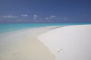Star Fish Prints: Starfish on beach, Male Atoll, Maldives, Indian Ocean