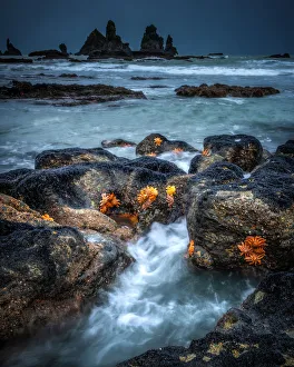 Punakaiki Prints: Starfish of Motukiekie Beach, near Punakaiki, west coast of South Island, New Zealand