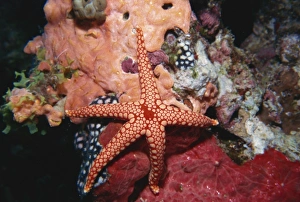 Star Fish Prints: Starfish and soft corals, Hurgada, Red Sea, Egypt, North Africa, Africa