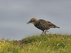 County Clare Prints: Starling, County Clare, Munster, Republic of Ireland, Europe