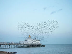 Jetties Collection: Starling murmuration, The Pier, Eastbourne, East Sussex, England, United Kingdom, Europe