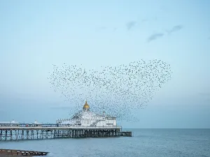 Spread Wings Prints: Starling murmuration, The Pier, Eastbourne, East Sussex, England, United Kingdom, Europe