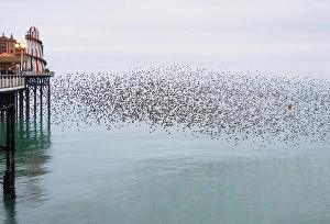 Spectacle Prints: Starling murmuration at sunset next to the Brighton Palace Pier