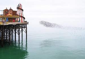 Inspiring Prints: Starling murmuration at sunset next to the Brighton Palace Pier