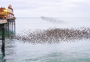 Observations Prints: Starling murmuration at sunset next to the Brighton Palace Pier