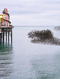Spectacular Prints: Starling murmuration at sunset next to the Brighton Palace Pier