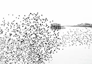 Spectacle Prints: Starling murmuration at sunset with remains of the West Pier in the background