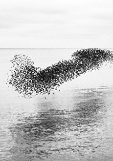 Spectacle Prints: Starling murmuration at sunset