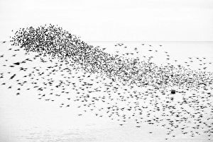 Mesmerizing Prints: Starling murmuration at sunset
