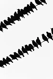 Large Group Of Animals Prints: Starlings (Sturnus vulgaris) flock on telegraph wires