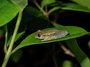 Sustainable Prints: Starry night reed frog sits on a leaf in Ranomafana Botanical Gardens during the night in Madagascar
