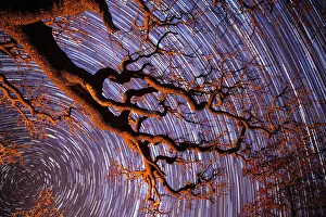 Spiral Galaxy Prints: Startrail with tree in silhouette in foreground, Khama Rhino Sanctuary, Botswana, Africa