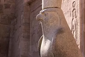 Images Dated 8th April 2009: Statue of Horus in the ancient Egyptian Temple of Edfu, Egypt, North Africa, Africa
