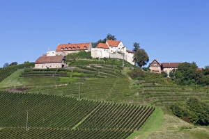 Vine Plant Prints: Staufenberg Castle, Durbach, Black Forest, Baden Wurttemberg, Germany, Europe
