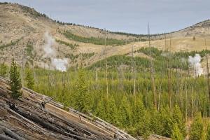 Geyser Prints: Steam from Imperial and Spray Geysers through regenerating forest