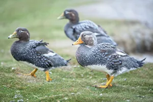 Duck Prints: Steamer ducks, (Tachyeres brachypterus), Sea Lion Island, Falkland Islands, South America