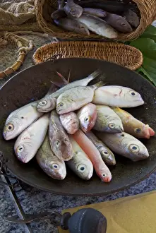 Fishes Prints: Steelyard balance containing Mediterranean reef fish including Salema porgy