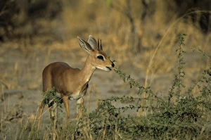 Eating Prints: Steenbok, Raphicerus campestris