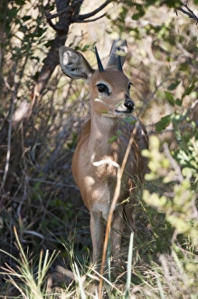 Delta Prints: Steenbok (Raphicerus campestris), Okavango Delta, Botswana, Africa