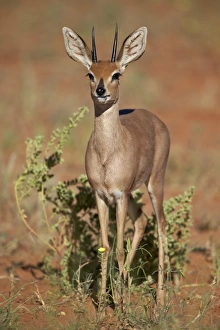 Buck Prints: Steenbok (Raphicerus campestris) buck