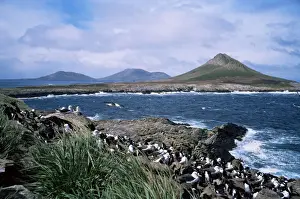 Islas Malvinas Prints: Steeple Jason island and nesting black-browed albatross, Falkland Islands, South America