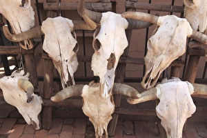 Dead Prints: Steer skulls for sale, Santa Fe, New Mexico, United States of America, North America