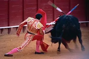 One Man Only Collection: Steering the bull by left horn tip, bullfighting, Spain, Europe