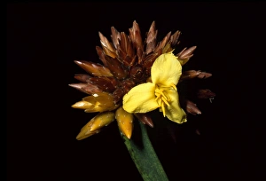 Pla Nts Prints: Stegolepis guianensis, summit of Mount Roraima, Venezuela, South America