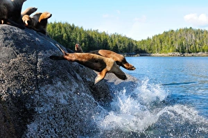 Stellar sea lions, Canada, North America