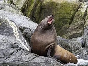 Steller sea lion (Eumetopias jubatus), hauled out on South Marble Island