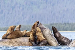 Steller sea lions (Eumetopias jubatus), haul out site, South Marble Islands