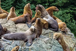 Lying Down Prints: Steller sea lions (Eumetopias jubatus)
