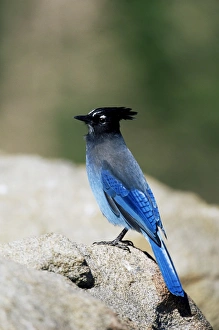 Roosting Prints: Stellers jay (Cyanocitta stelleri)