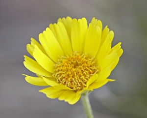 Stemless woollybase (Hymenoxys acaulis), Arches National Park, Utah, United States of America