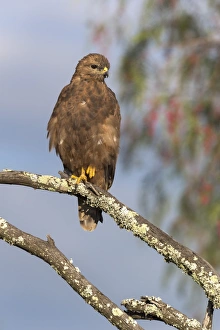 Buzzard Prints: Steppe buzzard (Buteo vulpinus)