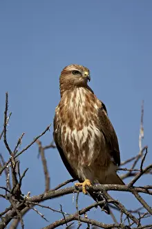 Buzzard Prints: Steppe buzzard (common buzzard) (Buteo vulpinus) (Buteo buteo vulpinus), Mountain