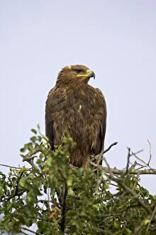 Steppe eagle (Aquila nipalensis), Serengeti National Park, Tanzania, East Africa, Africa