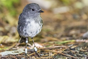 Stewart Island Prints: Stewart Island robin (Petroica australis rakiura)