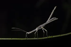 Costa Rica Gallery: Stick Insect (Phasmatodea) (Walking Stick Insect), Boca Tapada, Alajuela Province