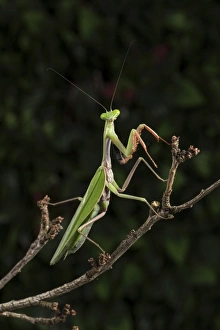 Green Colour Prints: Stick Mantis (Mantodea), captive, Zambia, Africa